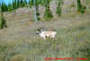 ALASKAS.JPG (38353 bytes)